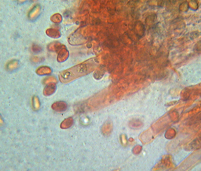 Coniophora puteana